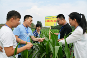 乐天堂fun88肥业销量逆势上扬